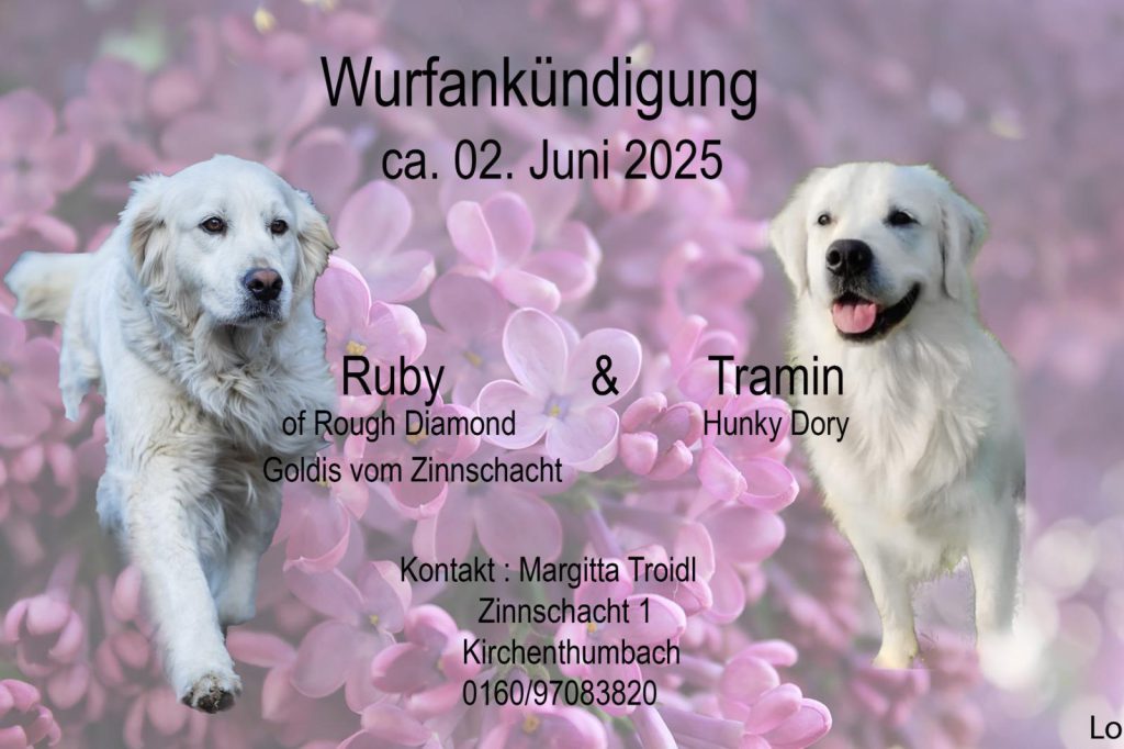 Wurfankündigung Goldis